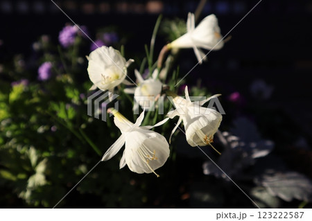 原種スイセンのモノフィラス 123222587