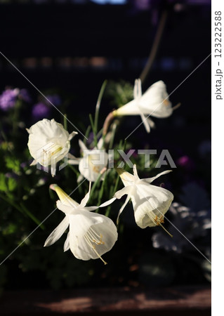 原種スイセンのモノフィラス 123222588