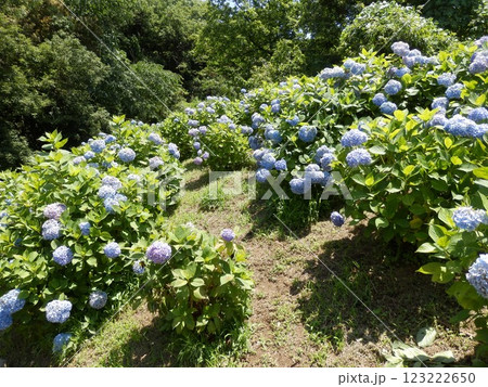 あじさいの花 123222650