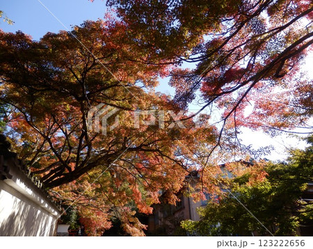 紅葉した樹々 紅葉した樹々 123222656