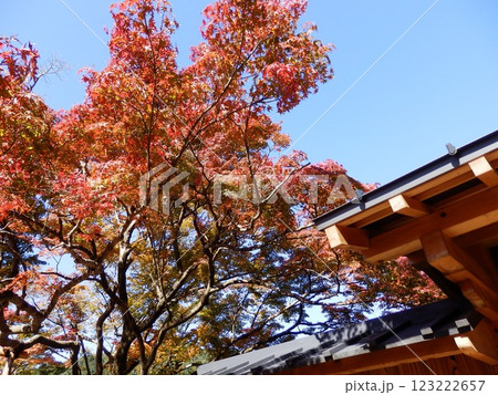 紅葉した樹々 紅葉した樹々 123222657