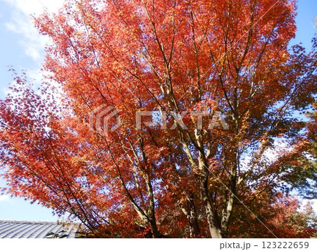 紅葉した樹々 紅葉した樹々 123222659