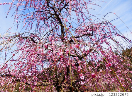 梅の木 123222673