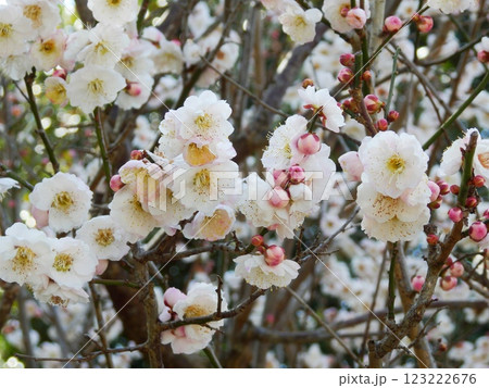 梅の花 梅の花 123222676