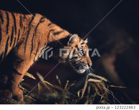 動物園の肉食獣トラの横顔 123222863