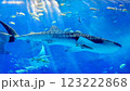 美ら海水族館のジンベエザメ 123222868
