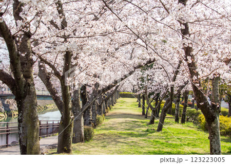 平和市民公園の桜 123223005