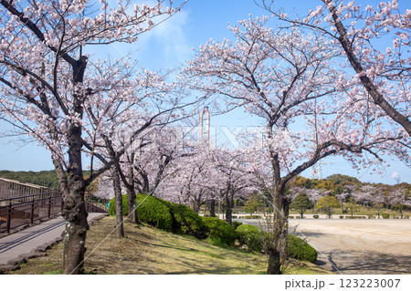 平和市民公園の桜 123223007