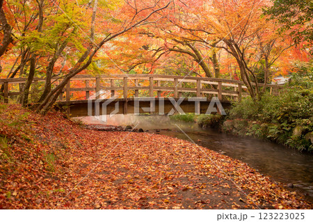 湯布院　金鱗湖紅葉 123223025