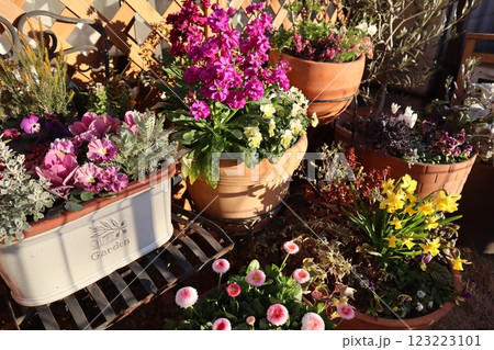 花の寄せ植え&寄せ鉢 花の寄せ植え&寄せ鉢 123223101