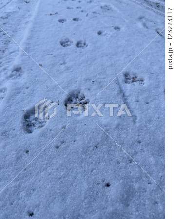 獣道 獣道 123223117