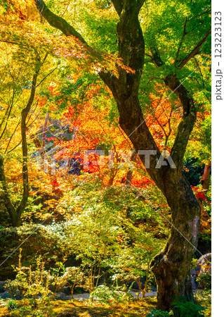 【京都風景】宝筐院　紅葉と緑葉が織りなす秋のひととき 123223123