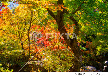 【京都風景】宝筐院　紅葉と緑葉が織りなす秋のひととき 123223125