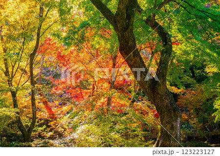 【京都風景】宝筐院　紅葉と緑葉が織りなす秋のひととき 123223127