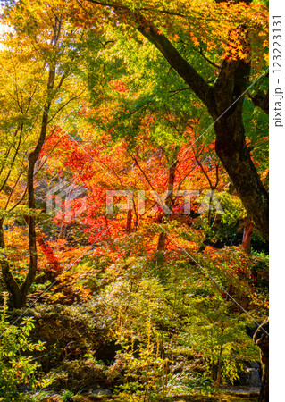 【京都風景】宝筐院 紅葉と緑葉が織りなす秋のひととき 【京都風景】宝筐院 紅葉と緑葉が織りなす秋のひととき 123223131