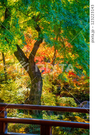 【京都風景】宝筐院 紅葉と緑葉が織りなす秋のひととき 【京都風景】宝筐院 紅葉と緑葉が織りなす秋のひととき 123223143