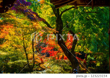 【京都風景】宝筐院 紅葉と緑葉が織りなす秋のひととき 【京都風景】宝筐院 紅葉と緑葉が織りなす秋のひととき 123223154