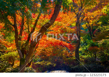 【京都風景】宝筐院 紅葉と緑葉が織りなす秋のひととき 【京都風景】宝筐院 紅葉と緑葉が織りなす秋のひととき 123223173