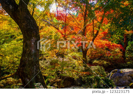【京都風景】宝筐院 紅葉と緑葉が織りなす秋のひととき 【京都風景】宝筐院 紅葉と緑葉が織りなす秋のひととき 123223175