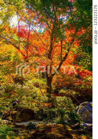 【京都風景】宝筐院　紅葉と緑葉が織りなす秋のひととき 123223176