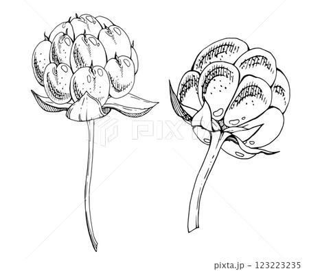 Cloudberry raspberry sloe fruit on receptacle stalk with leaves petals hand drawn vector ink, line ripe forest berry dewberry mulberry loganberry boysenberry. Botanical isolated element illustration Cloudberry raspberry sloe fruit on receptacle stalk with leaves petals hand drawn vector ink, line ripe forest berry dewberry mulberry loganberry boysenberry. Botanical isolated element illustration 123223235