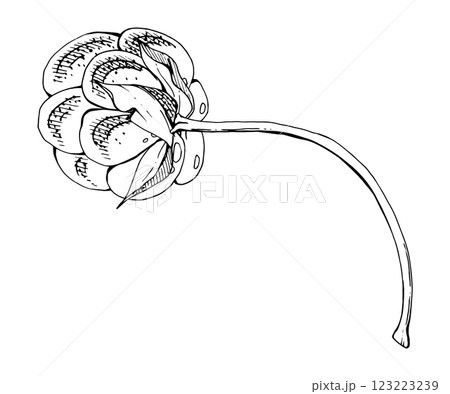 Cloudberry raspberry sloe fruit with leaves petals on receptacle stalk hand drawn vector ink, line ripe forest berry dewberry mulberry loganberry boysenberry. Botanical isolated element illustration 123223239