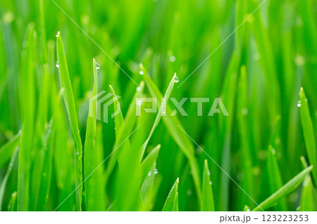 大麦若葉と朝露 123223253