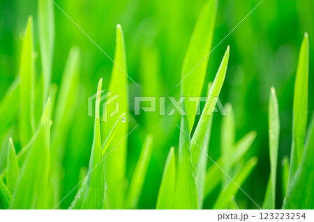 大麦若葉 123223254