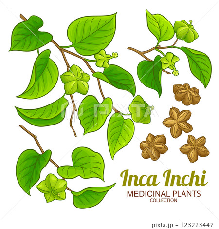Inca Inchi Branch Colored Detailed Illustration 123223447