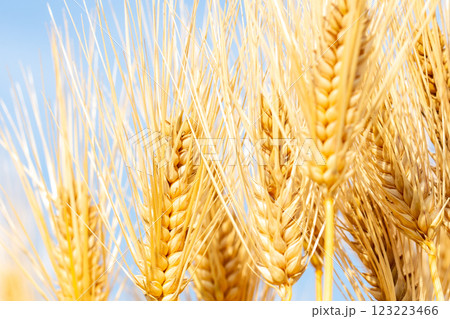 大麦の穂 123223466