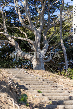 五浦岬公園の大きなタブノキ 123223577