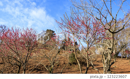 富士山を見ることができる修善寺梅林 富士山を見ることができる修善寺梅林 123223607
