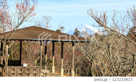 富士山を見ることができる修善寺梅林 富士山を見ることができる修善寺梅林 123223617