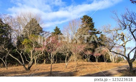 富士山を見ることができる修善寺梅林 123223618