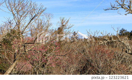富士山を見ることができる修善寺梅林 123223621