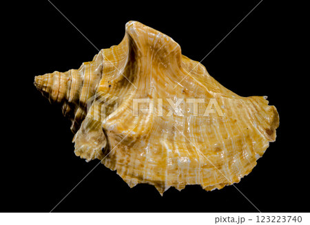 Golden Strombus Shell on black background Golden Strombus Shell on black background 123223740