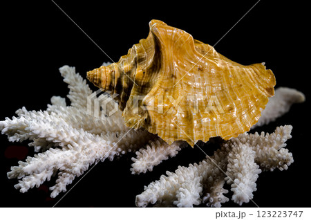 Golden Strombus Shell on White Coral black background Golden Strombus Shell on White Coral black background 123223747