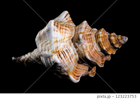 Pleuroploca trapezium or trapezium horse conch shell 123223753