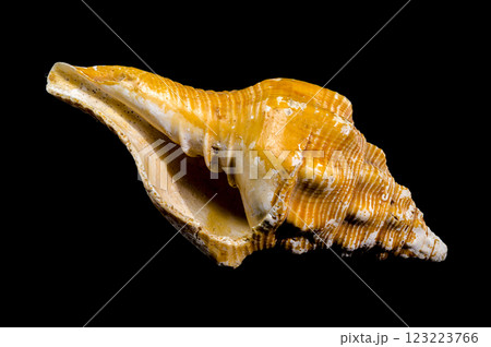 Long-Siphoned Whelk on black background Long-Siphoned Whelk on black background 123223766