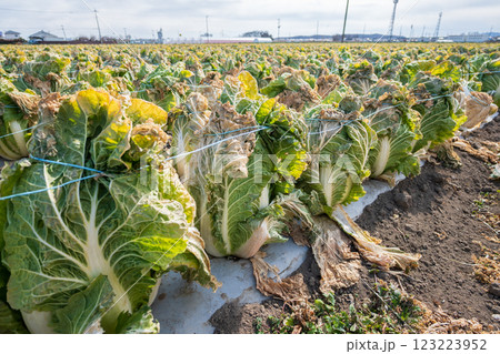 広がる白菜畑 広がる白菜畑 123223952