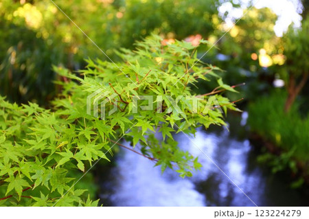 ジベルニーのモネの庭の青もみじ ジベルニーのモネの庭の青もみじ 123224279