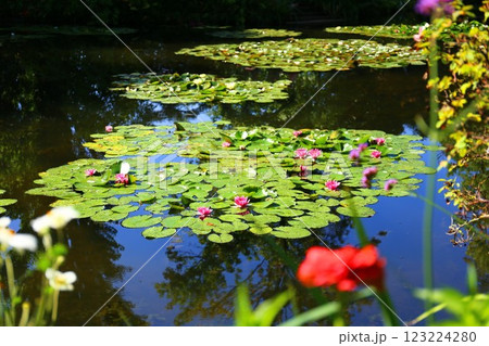 ジベルニーにあるモネの家の水の庭の睡蓮 ジベルニーにあるモネの家の水の庭の睡蓮 123224280