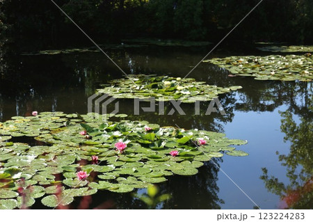ジベルニーにあるモネの家の水の庭の睡蓮 123224283