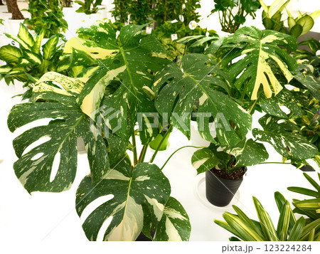 モンステラ　タイコンステレーション  123224284