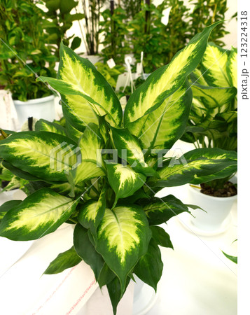 観葉植物 ディフェンバキア カミーラ 観葉植物 ディフェンバキア カミーラ 123224318