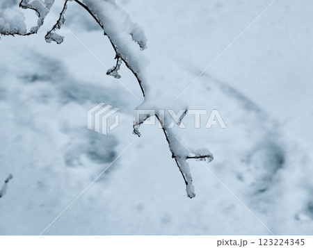 Frosty Branches.Outdoor frost scene. Snow winter background. Nature forest landscape. 123224345