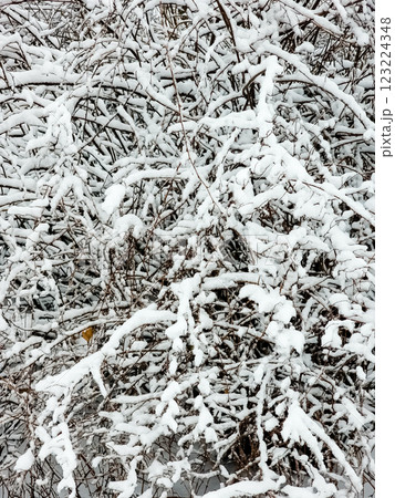 White snow on a bare tree branches on a frosty winter day, close up. Natural background. 123224348
