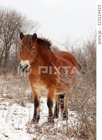 Young Exmoor pony in a snow-covered landscape. Young Exmoor pony in a snow-covered landscape. 123224423