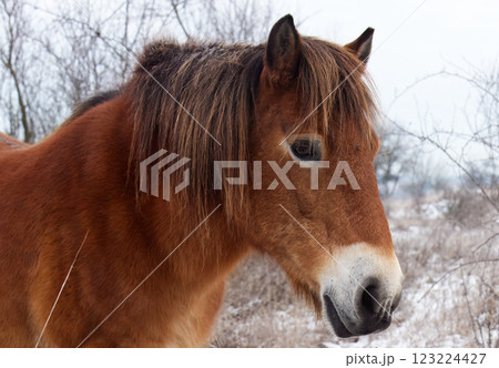 Closeup of Exmoor pony in a snow-covered nature reserve Closeup of Exmoor pony in a snow-covered nature reserve 123224427