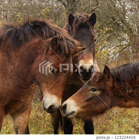 Headshots of a group of Exmoor ponies 123224428
